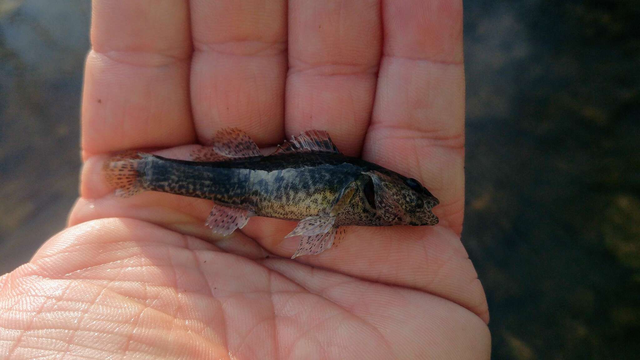 Image of Etheostoma mihileze Mayden 2010