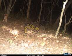 Image of Mexican Cottontail