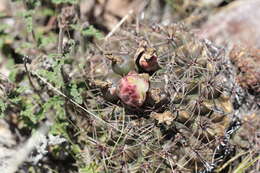 Image of Gymnocalycium reductum (Link) Pfeiff. ex Mittler