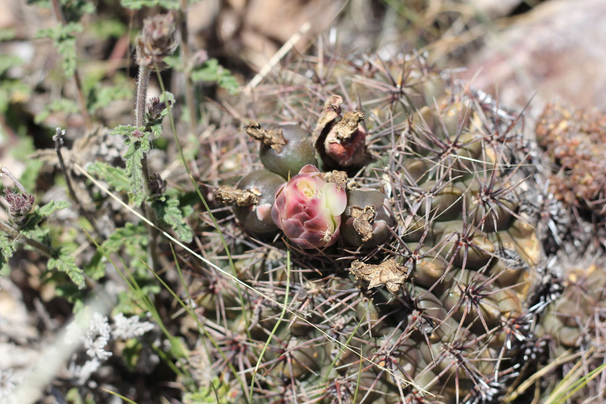 Image of Gymnocalycium reductum (Link) Pfeiff. ex Mittler