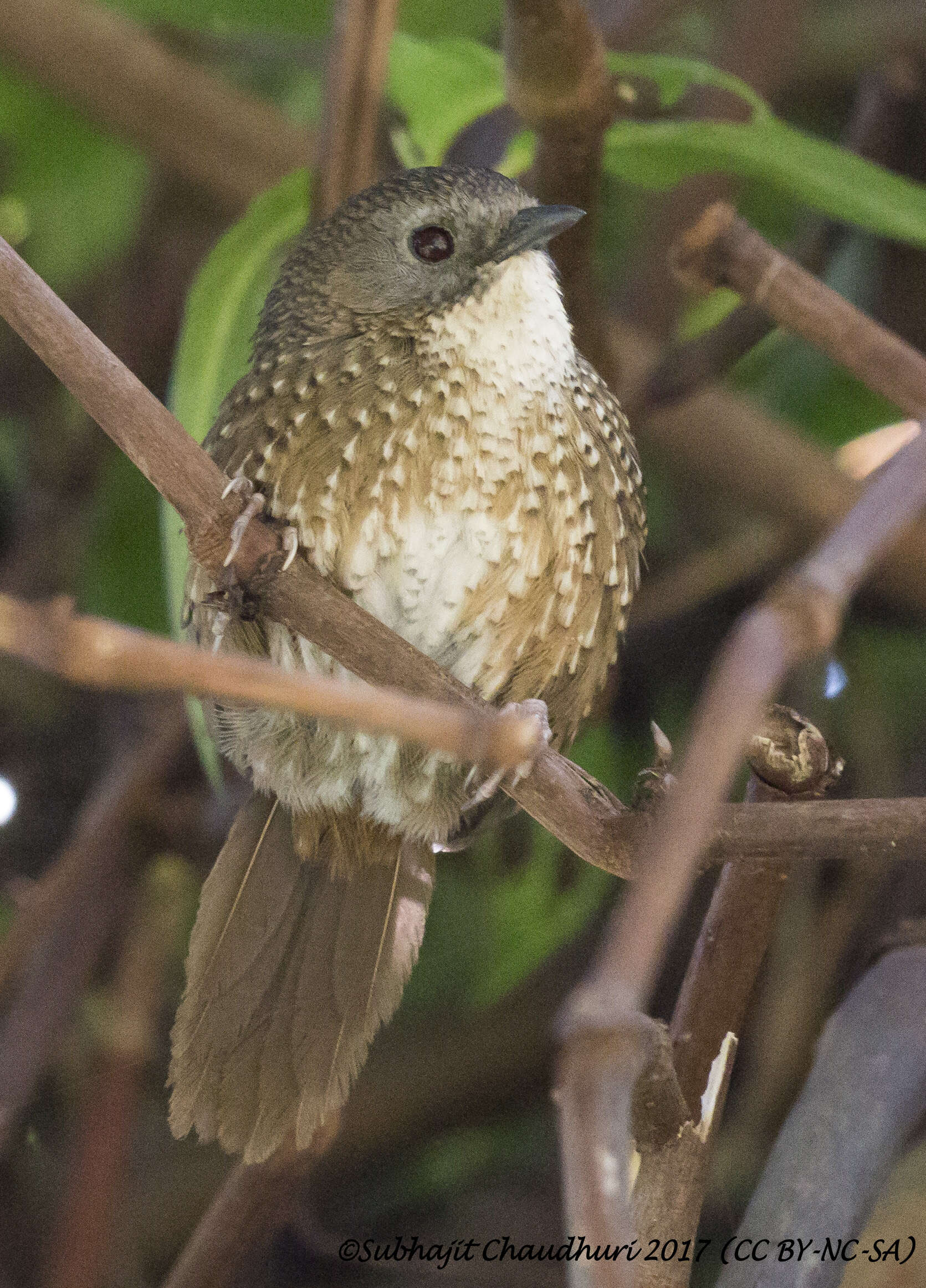 Image of Long-tailed Wren-Babbler