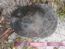 Image of Red-headed Amazon River Turtle