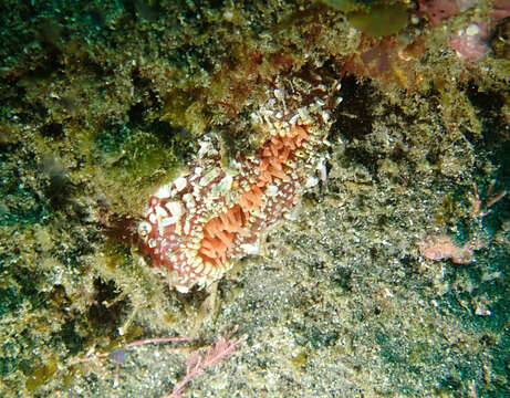 Image of McPeak anemone