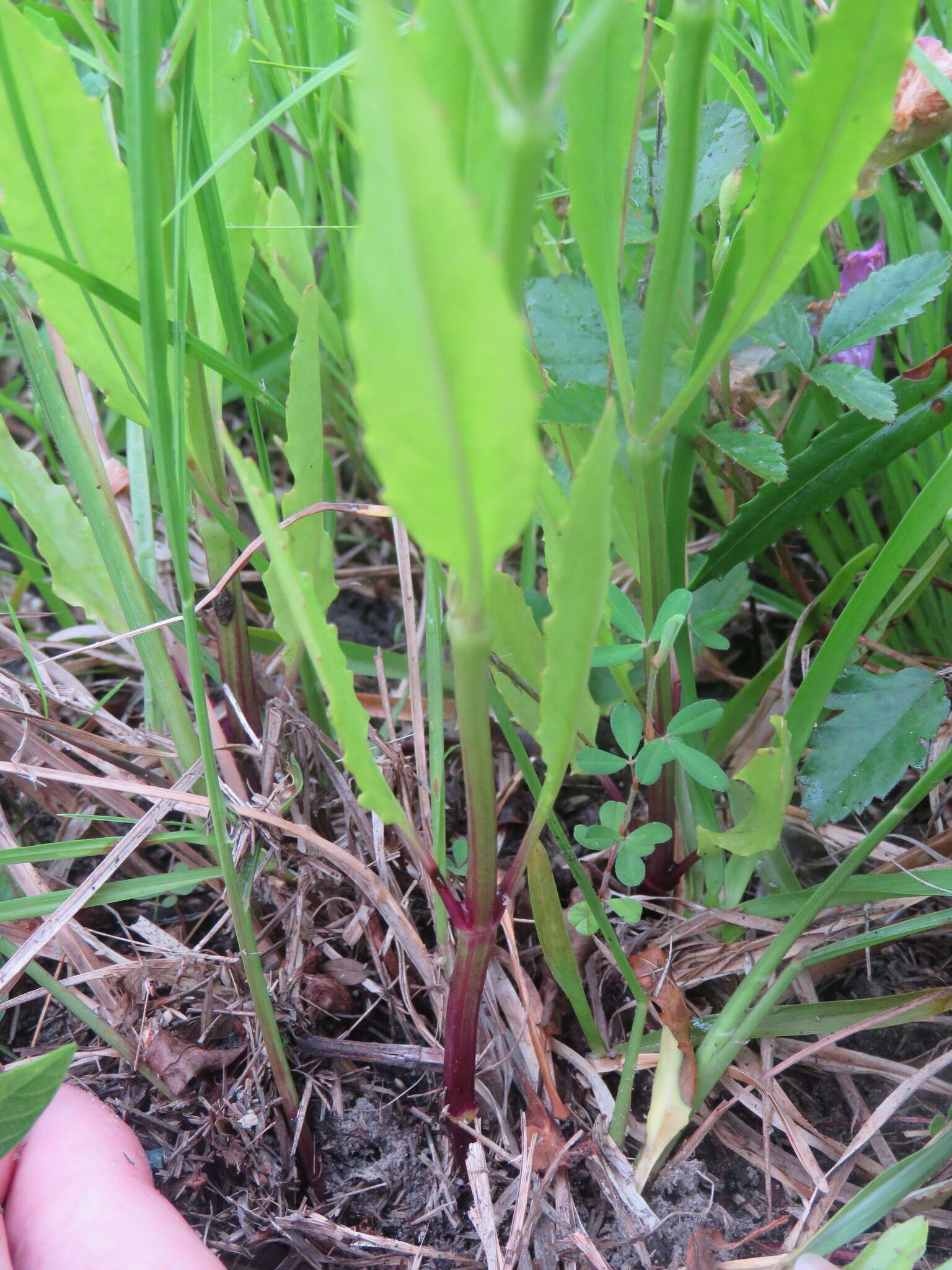 Image of Long-Sepal False Dragonhead