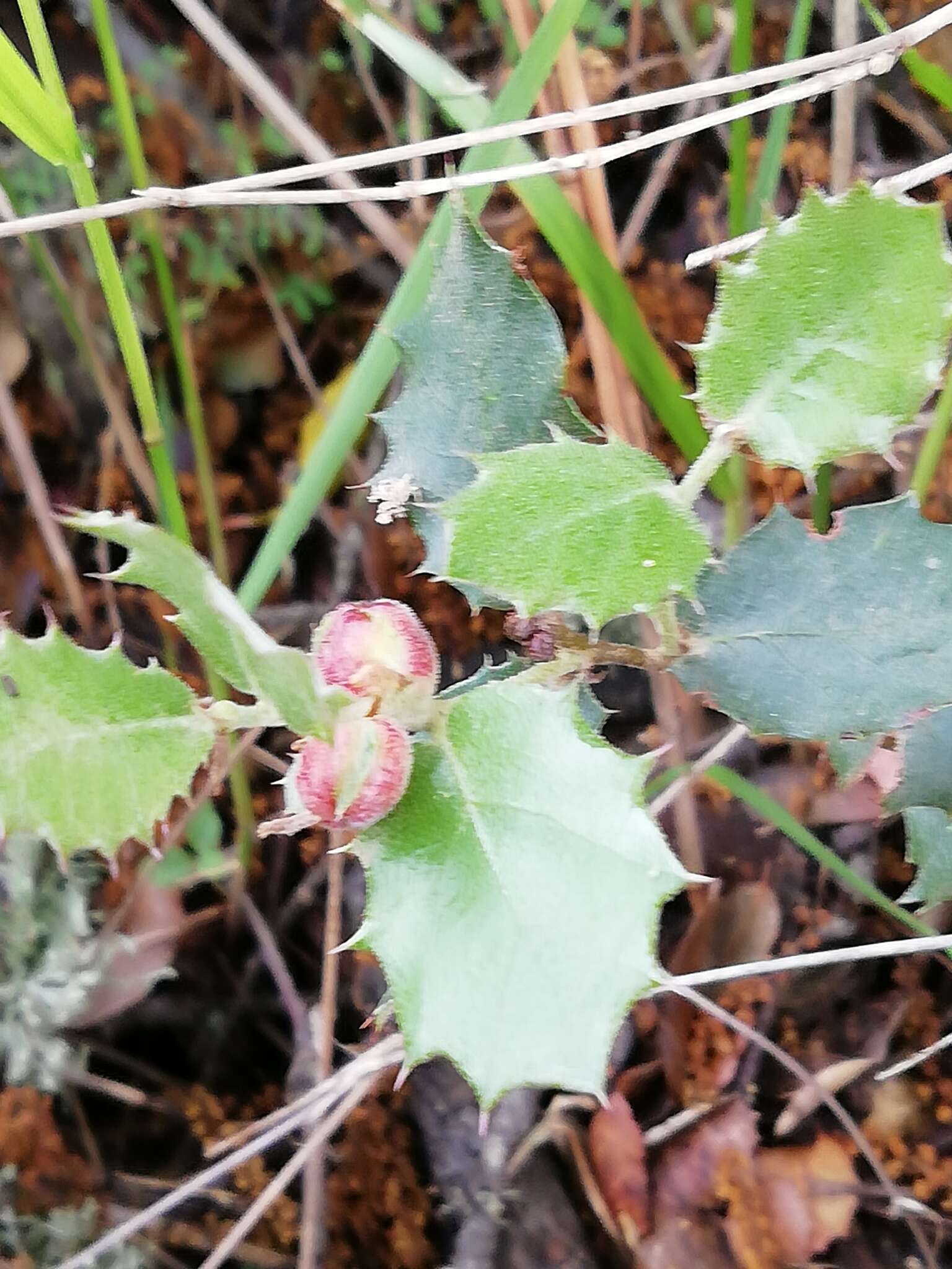 Imagem de Plagiotrochus quercusilicis (Fabricius 1798)