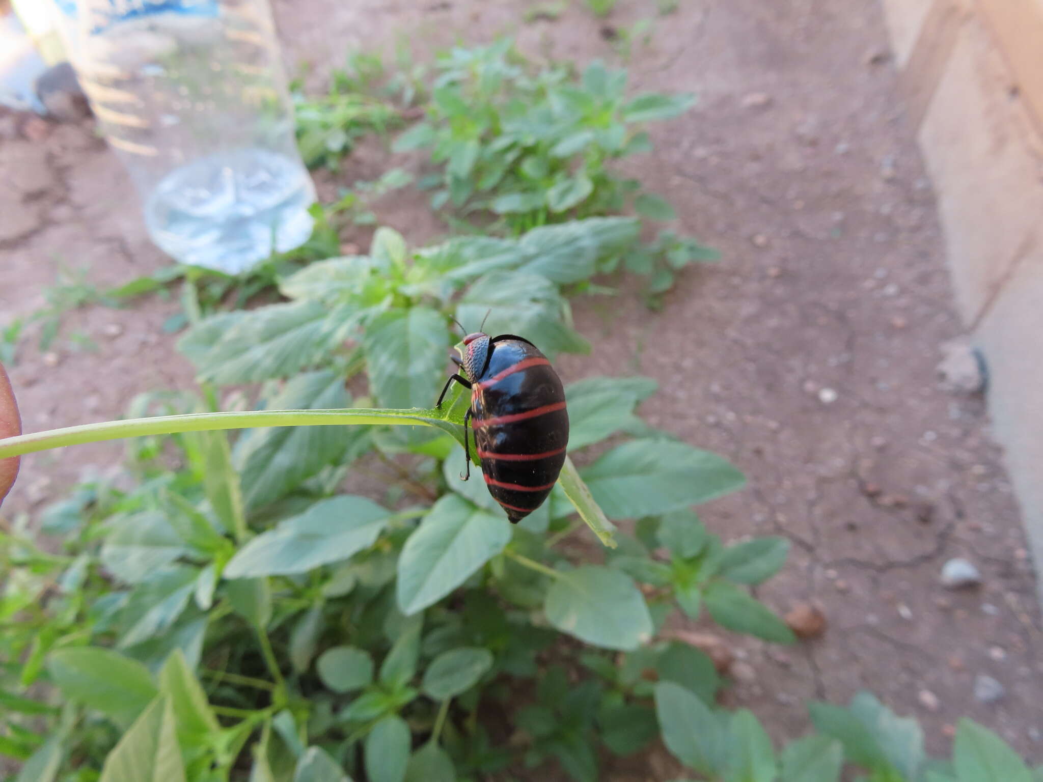 Image of Megetra punctata Selander 1965