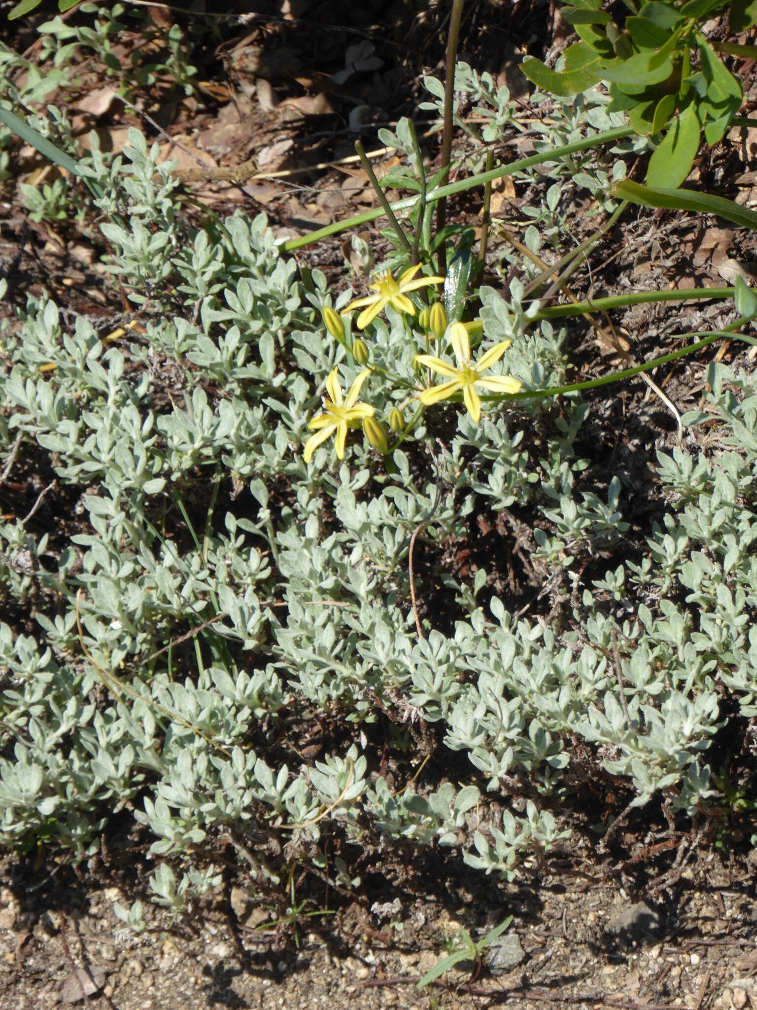 Sivun Triteleia ixioides subsp. anilina (Greene) L. W. Lenz kuva