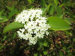 Image of Black Haw Viburnum