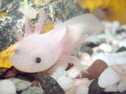 Image of Axolotl