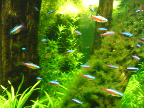 Image of cardinal tetra