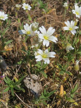 Image of field chickweed