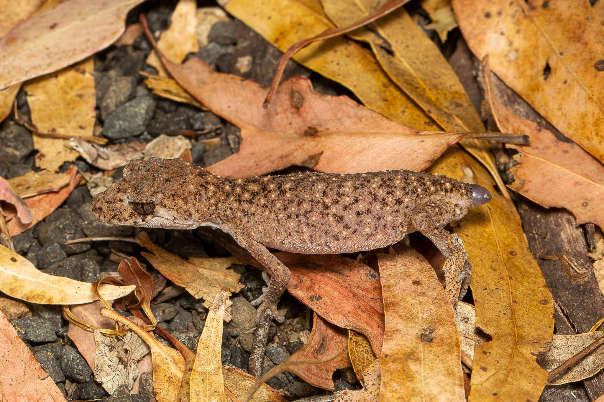 Image of Border Thick-tailed Gecko