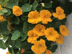 Image of Garden Nasturtium