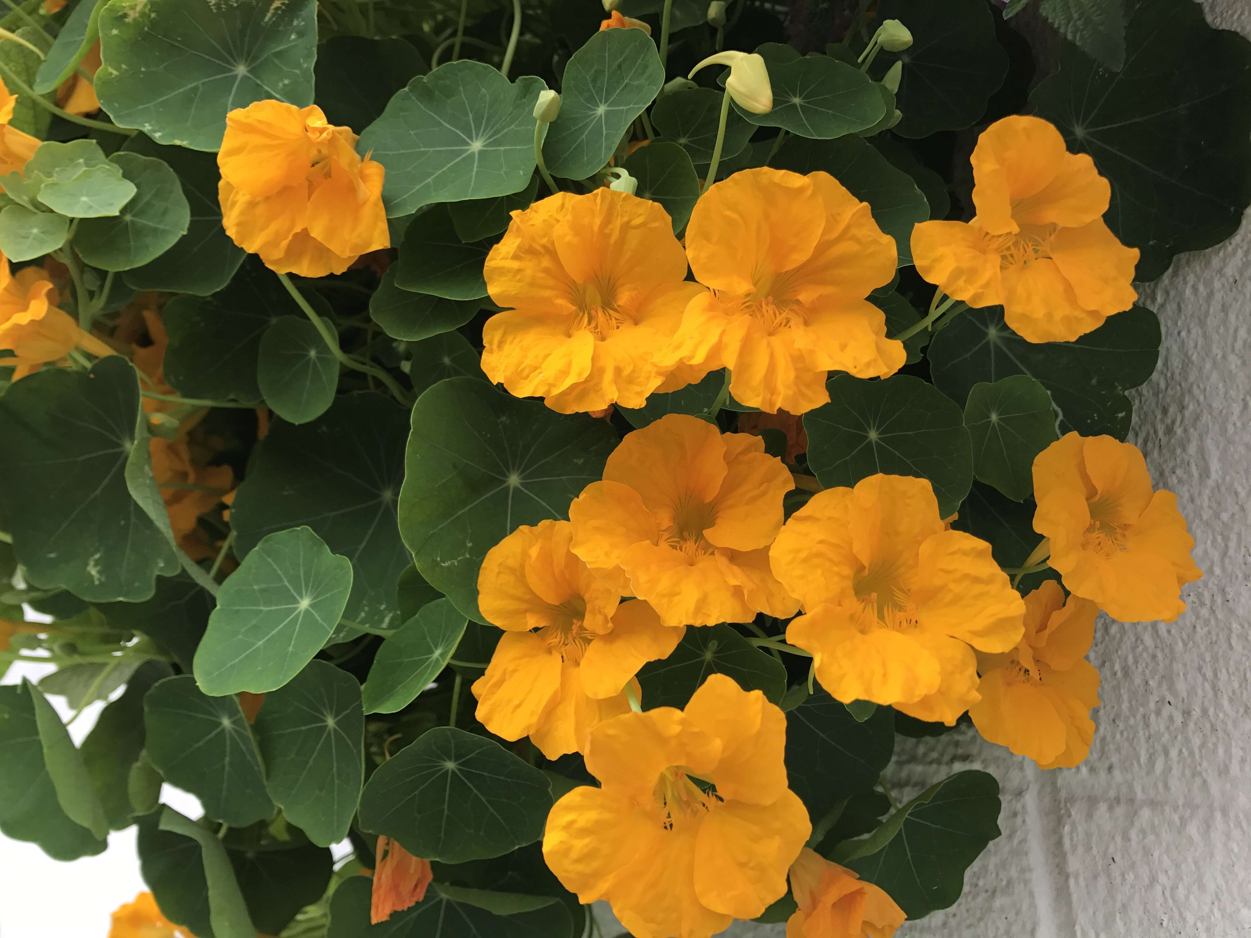 Image of Garden Nasturtium
