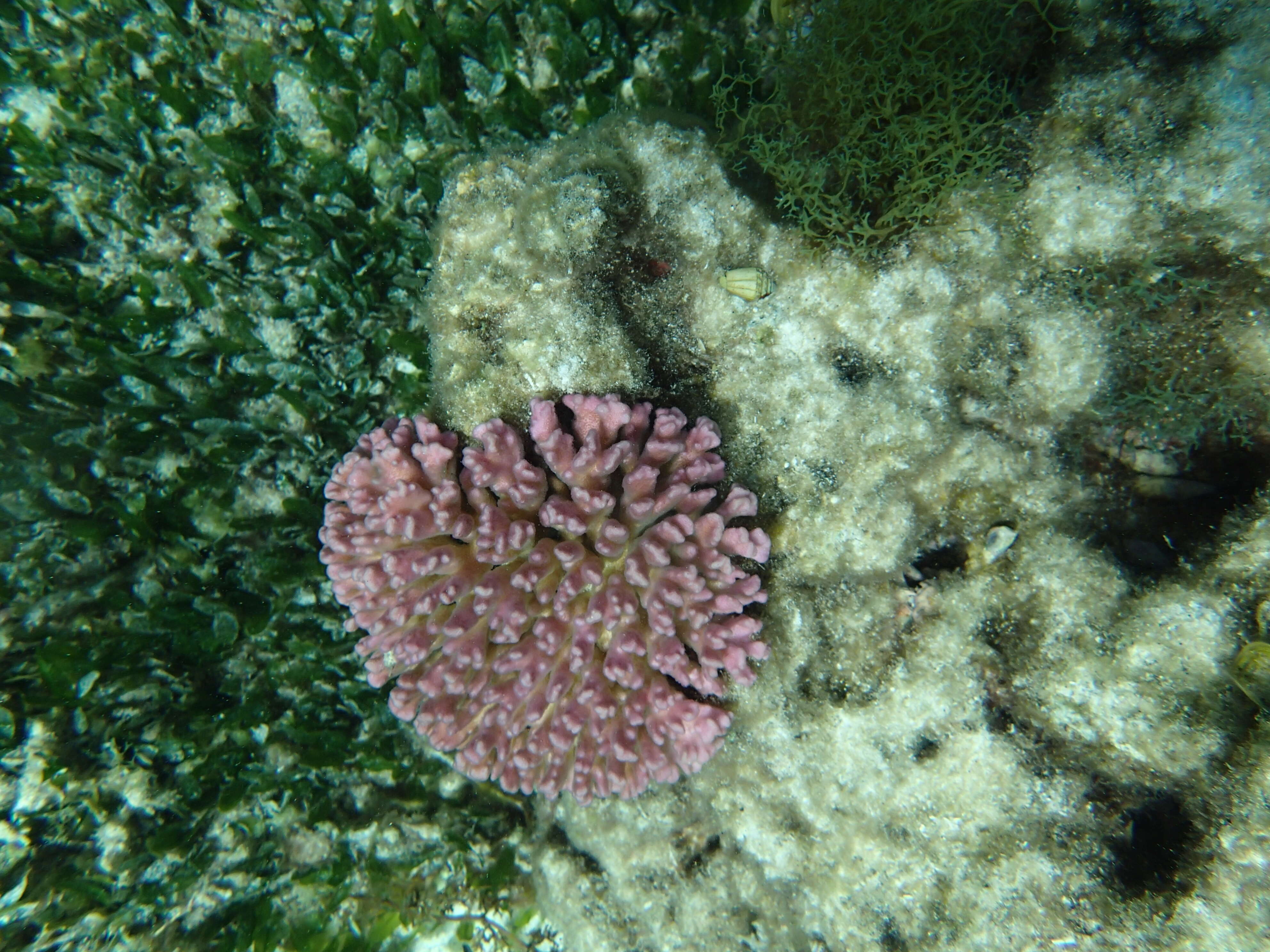 Image of Cauliflower corals