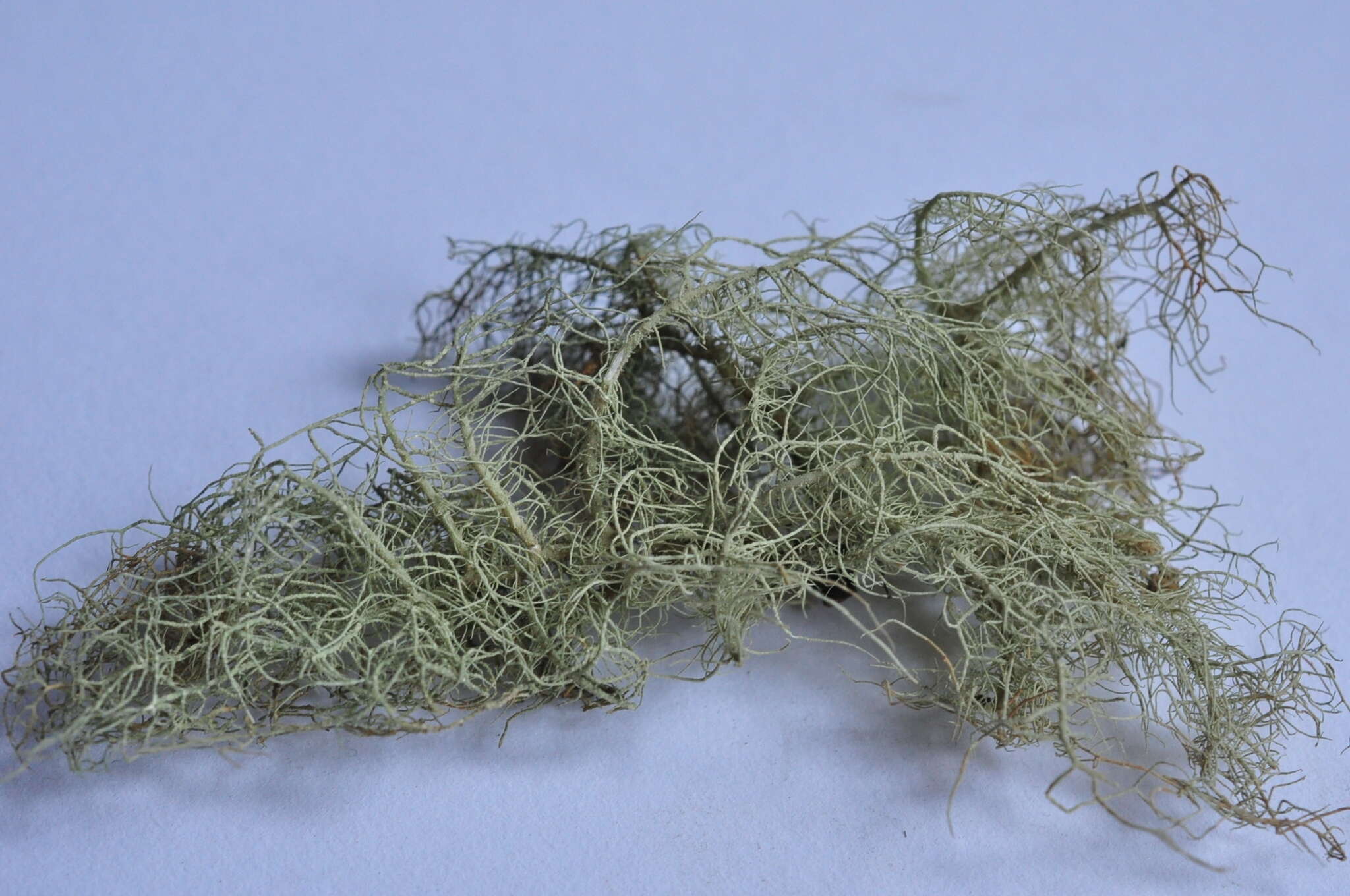 Слика од Usnea glabrescens (Nyl. ex Vain.) Vain.