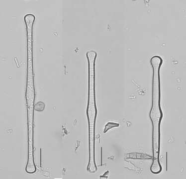 Image of Tabellaria fenestrata (Lyngbye) Kützing 1844