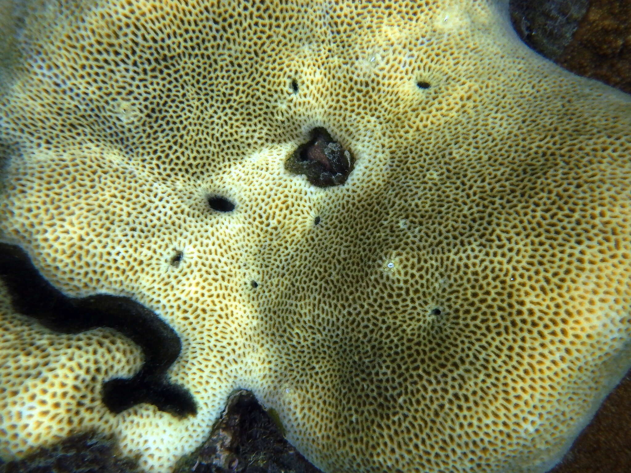 Image of tombstone coral