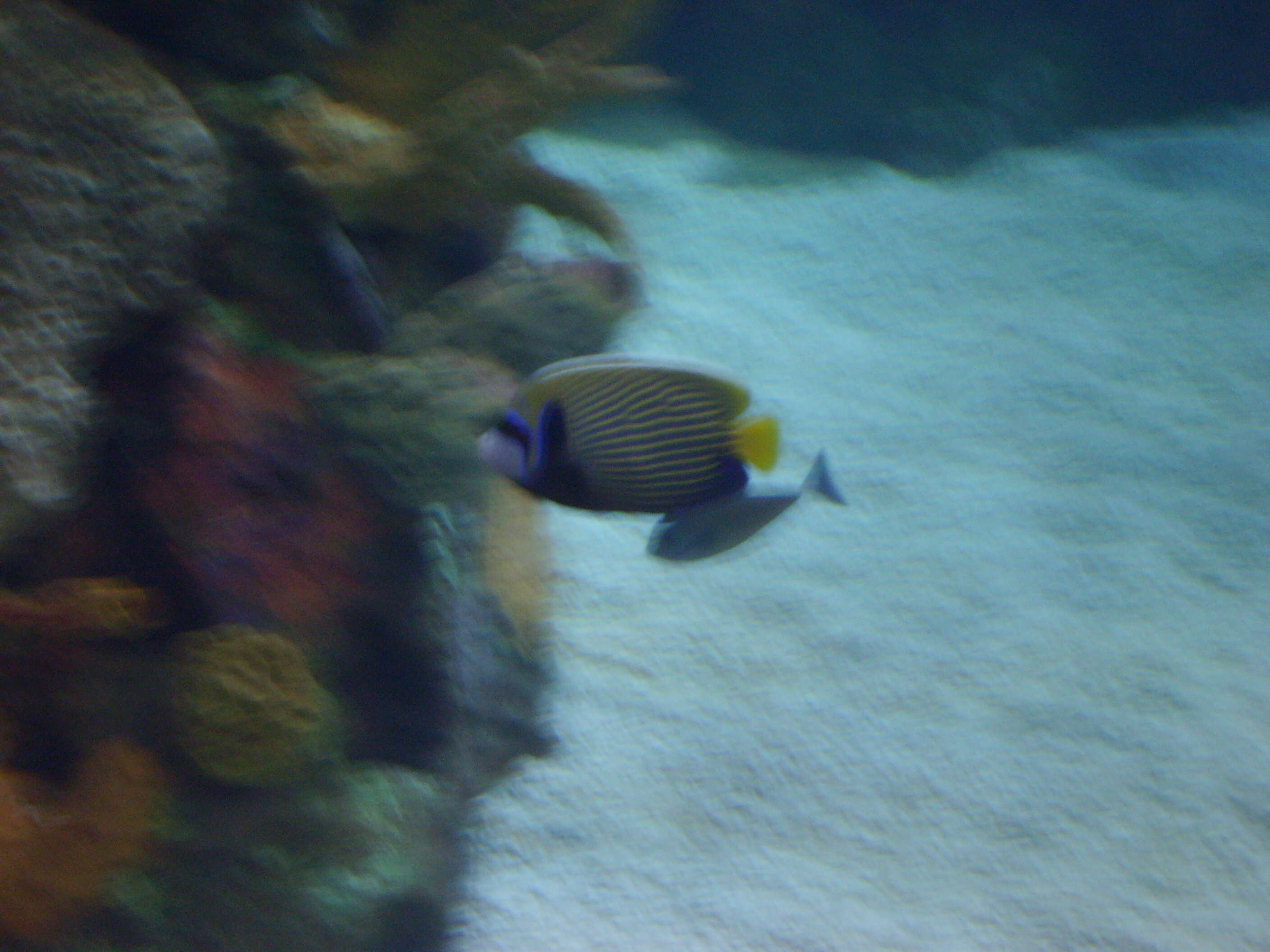 Image of Angelfish