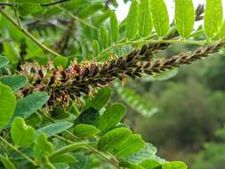 Image of California Indigobush