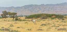 Image of Addax Laurillard 1841