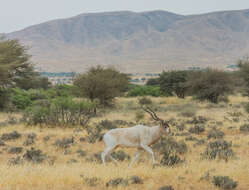 Image of Addax