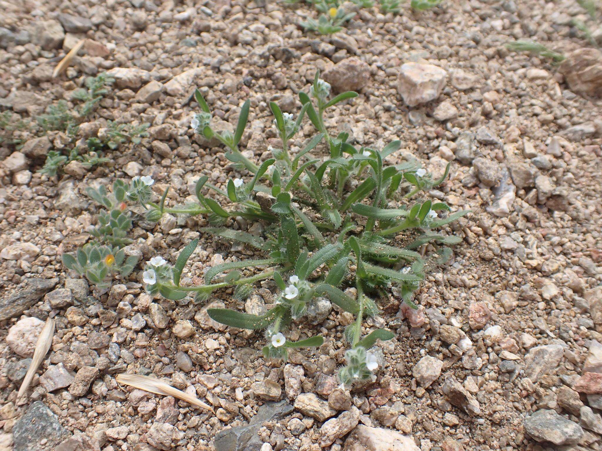 Plancia ëd Plagiobothrys pringlei Greene.