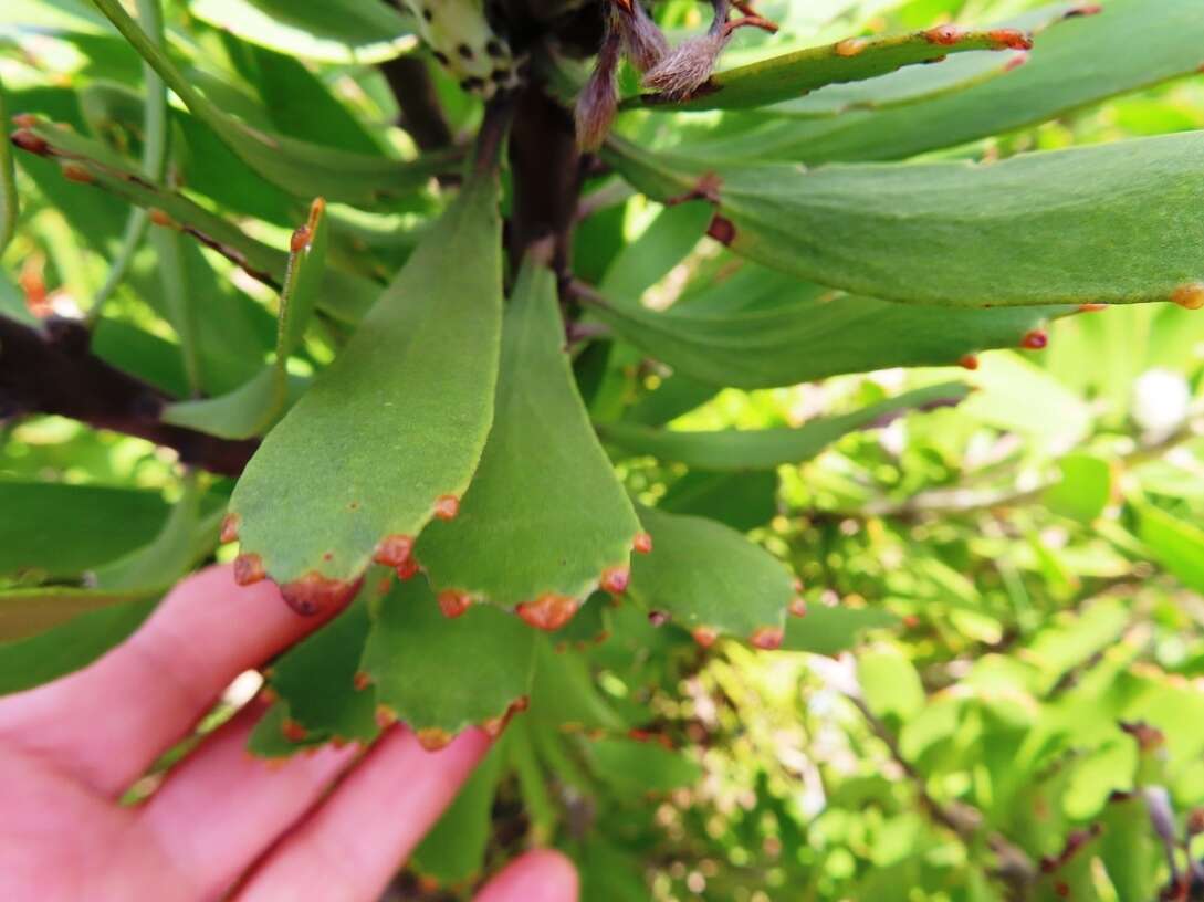 Image of Leucospermum fulgens Rourke