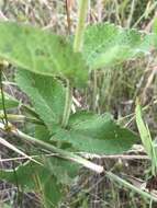 Eupatorium cordigerum (Fern.) Fern.的圖片