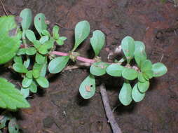 Plancia ëd Lythrum portula (L.) D. A. Webb