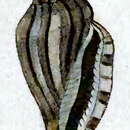 Image of Eucithara antillarum (Reeve 1846)