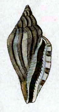 Image de Eucithara antillarum (Reeve 1846)