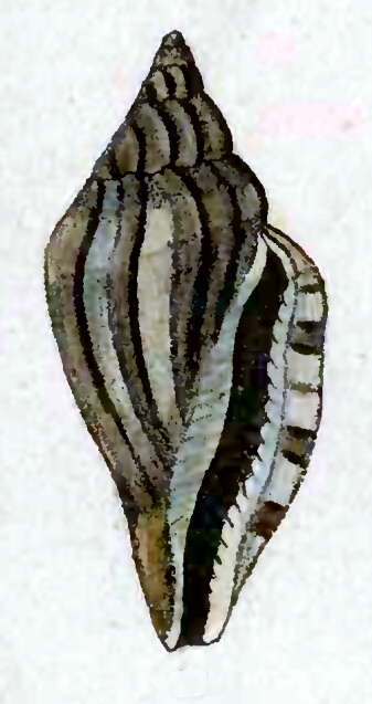 Sivun Eucithara antillarum (Reeve 1846) kuva