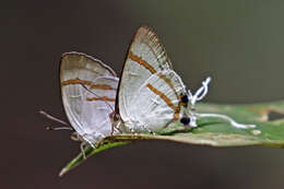 Image de Hypolycaena hatita Hewitson 1865