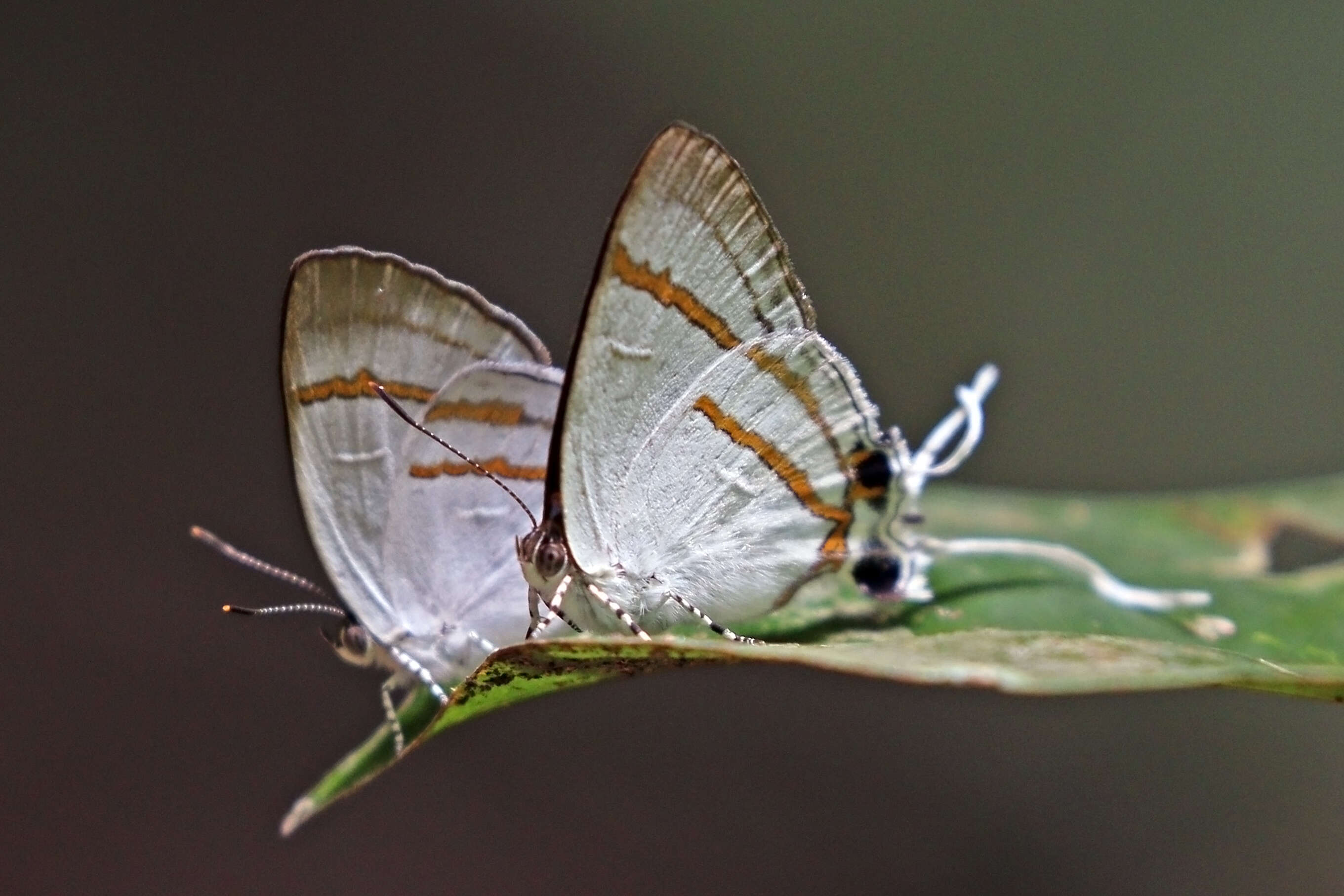 Слика од Hypolycaena hatita Hewitson 1865