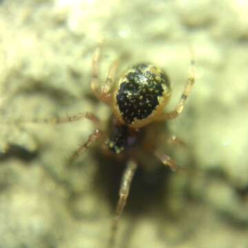 صورة Sardinidion