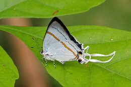 Слика од Hypolycaena antifaunus Westwood (1852)