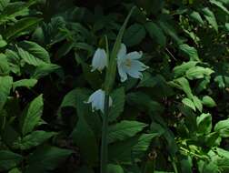 Image of Leucojum aestivum subsp. pulchellum (Salisb.) Malag. 1973