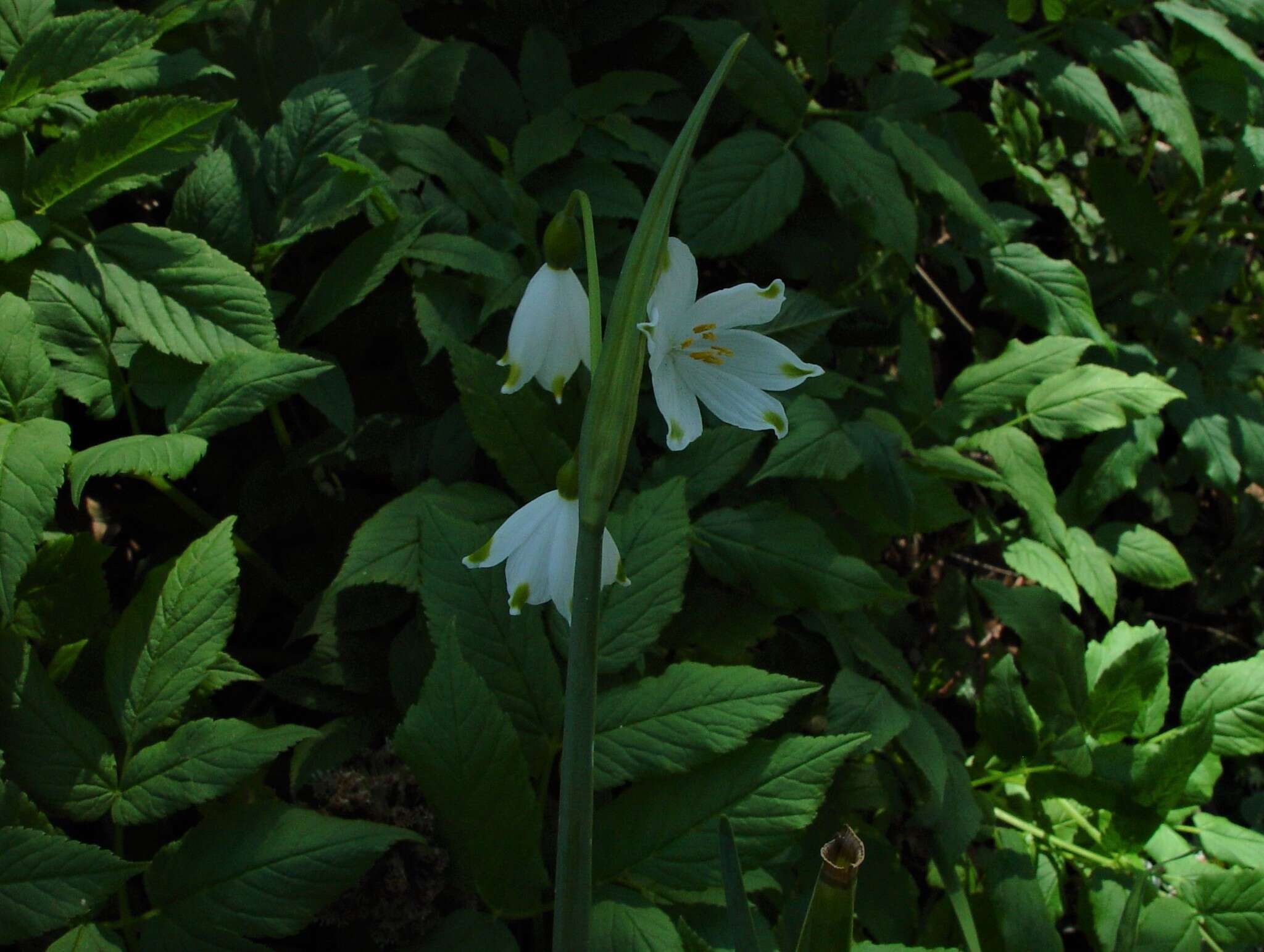 Image of Leucojum aestivum subsp. pulchellum (Salisb.) Malag. 1973