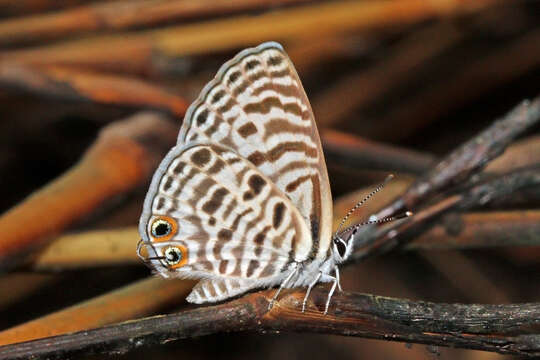 Image of Lang's Short-tailed Blue