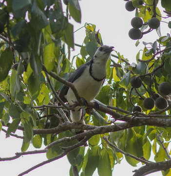 Image of Magpie-jay