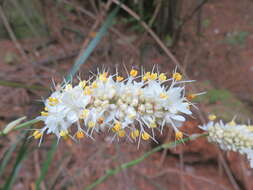 Image of Libertia sessiliflora (Poepp.) Skottsb.