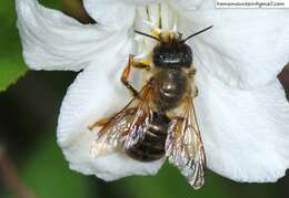 Image of Osmia pedicornis Cockerell 1919