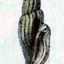 Image of Eucithara castanea (Reeve 1846)