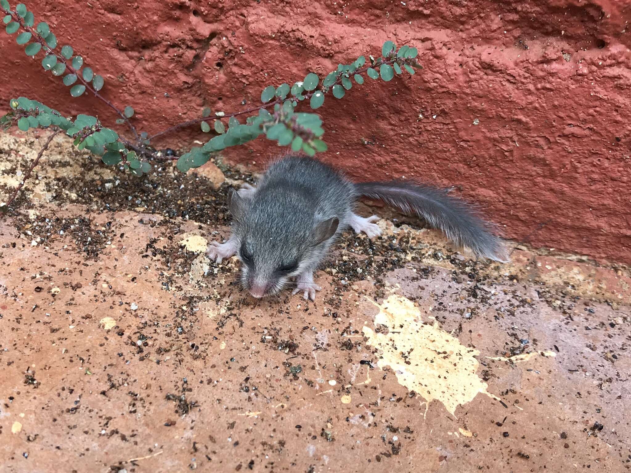 Image of Large Savanna African Dormouse