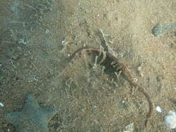 Image of Longsnout pipefish