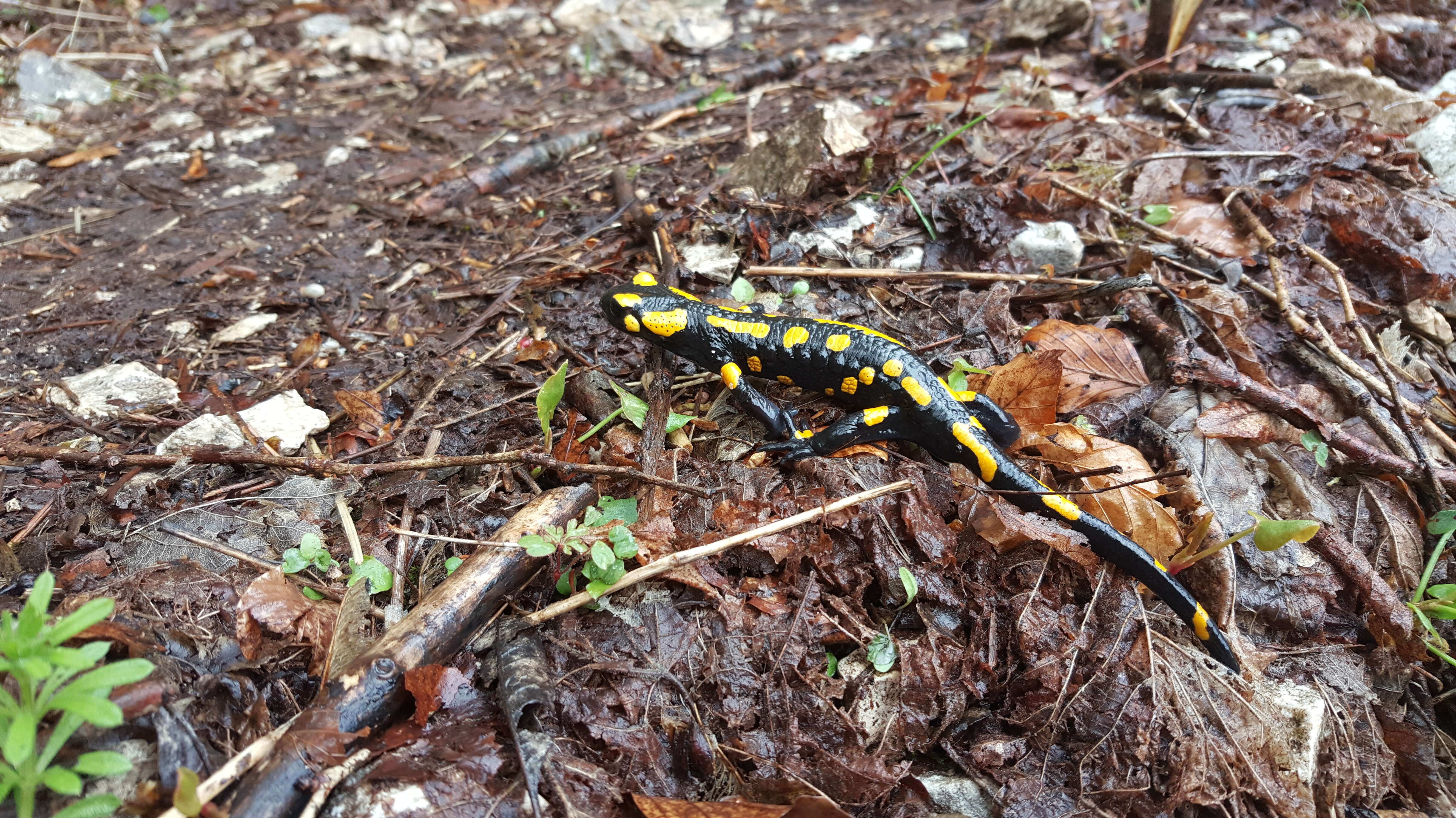 Image of Common Fire Salamander