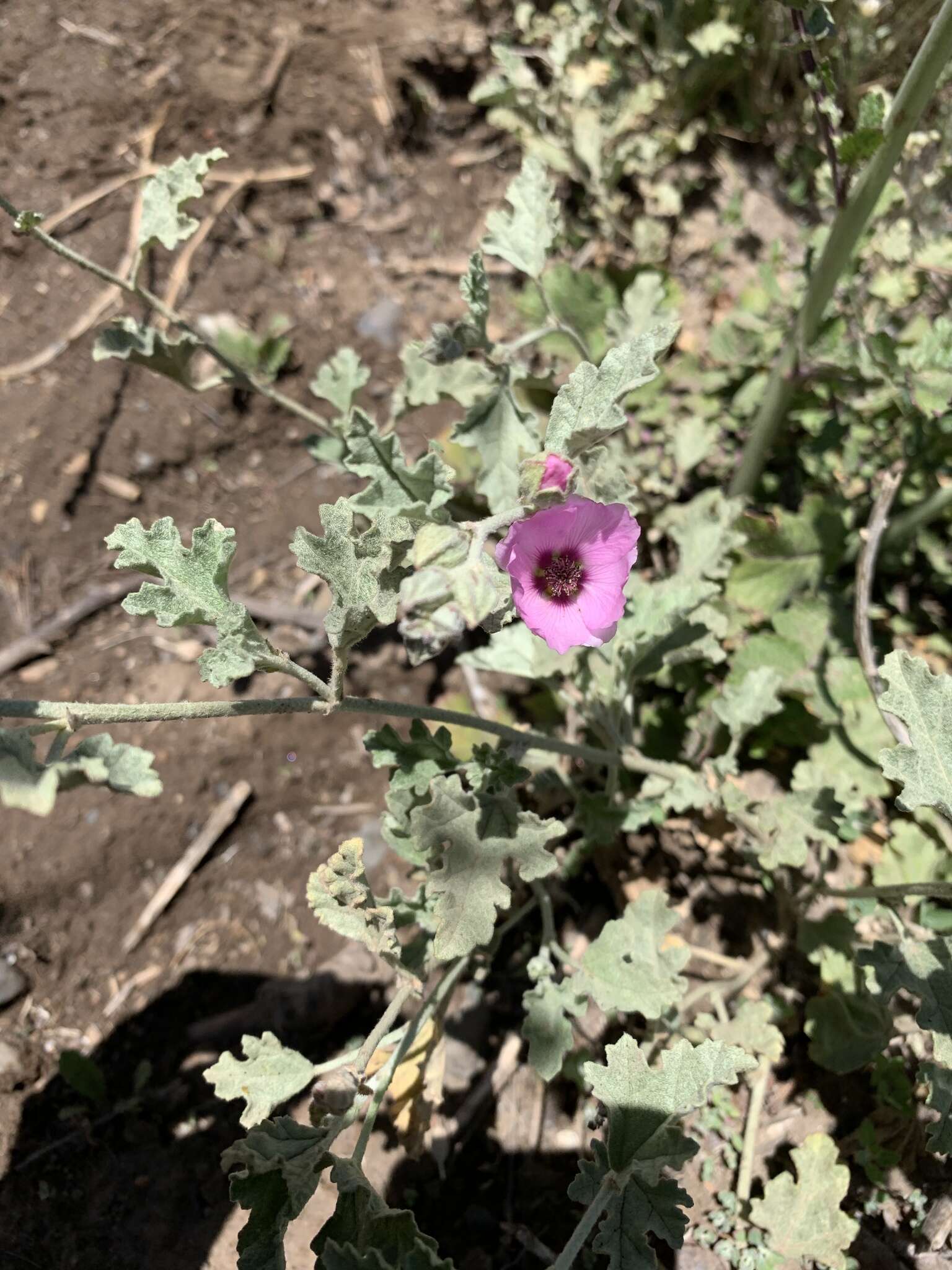 Image of Sphaeralcea mendocina Phil.