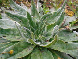 Echium italicum L.的圖片