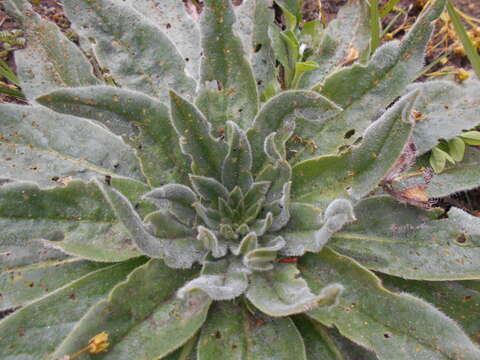 Echium italicum L.的圖片